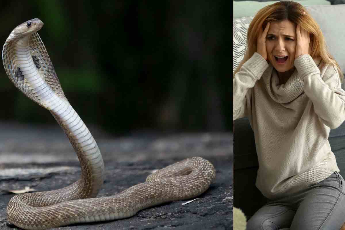 Video attacco cobra reale