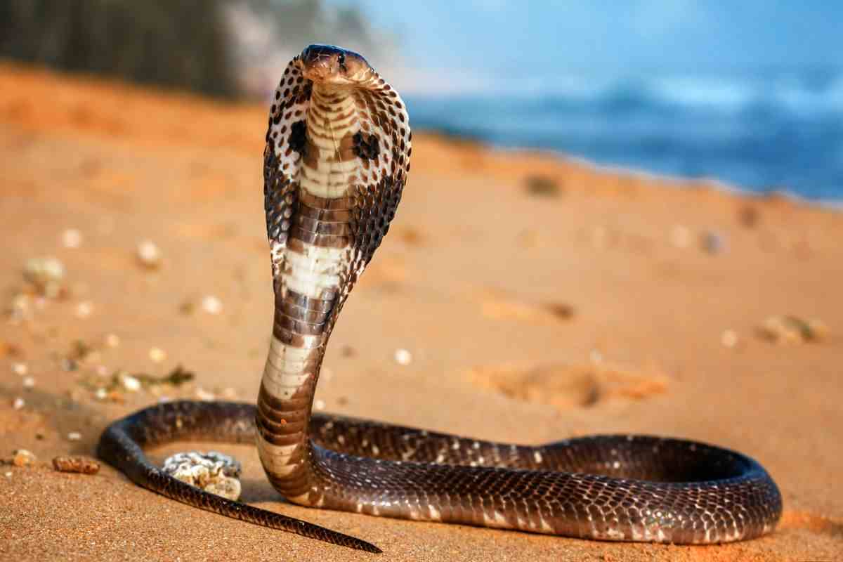 Video attacco cobra reale