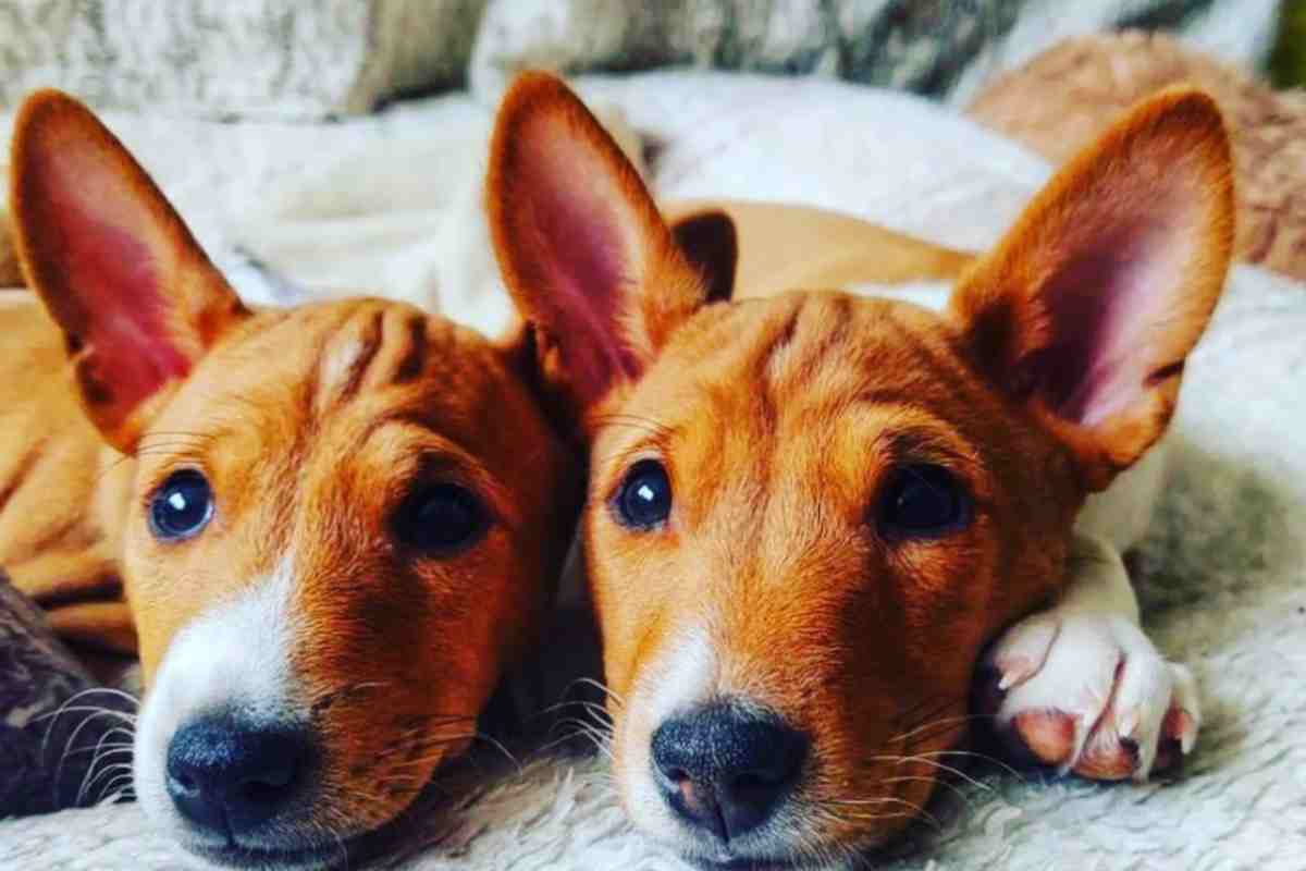 Basenji, cane che non abbaia