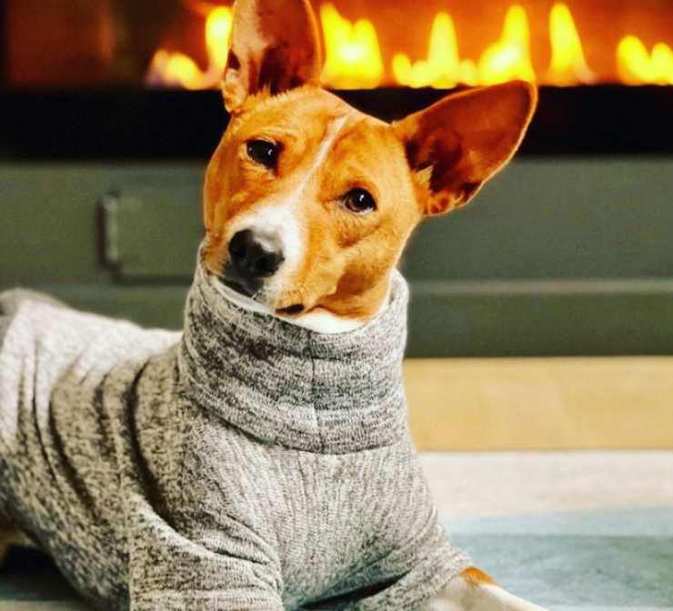 Basenji, cane voce