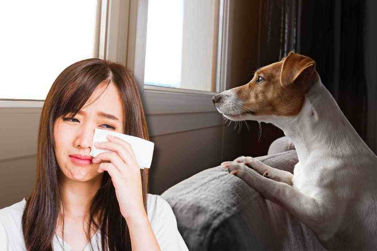 Cane alla finestra