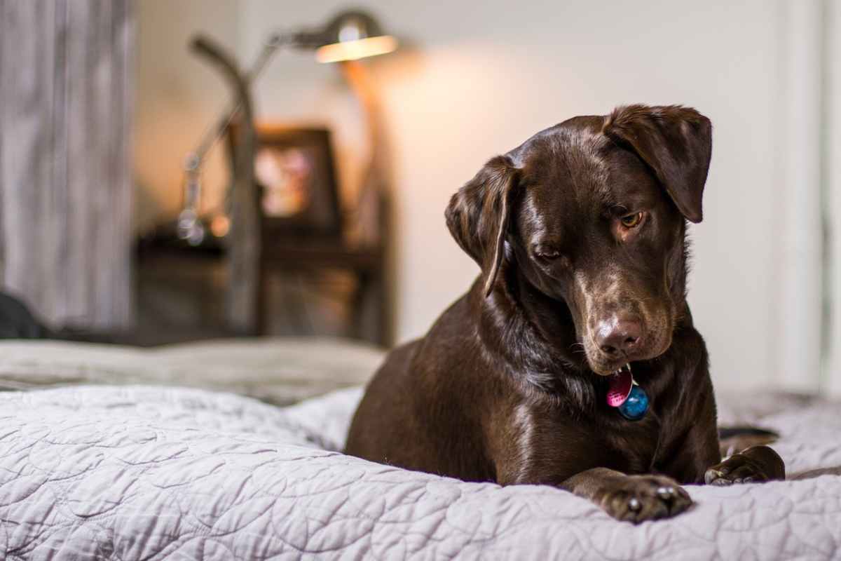 Cane sposta la cuccia dove vuole
