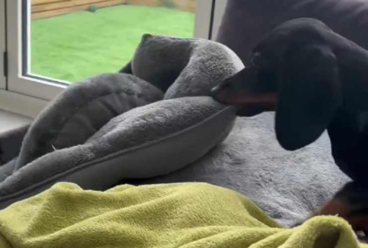 Cane sposta la cuccia sul divano