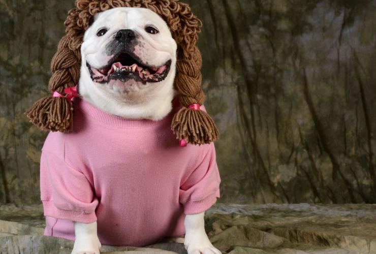 Umanizzare il cane è pericoloso