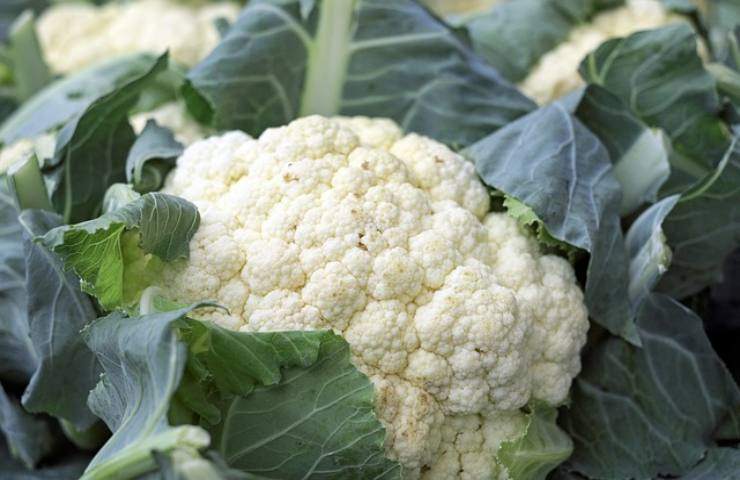 Verdure toccasana per la salute
