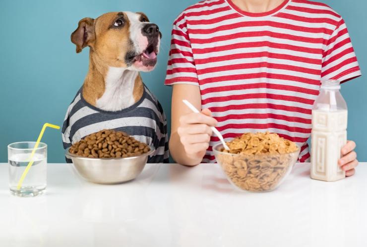 Perché umanizzare il cane fa male