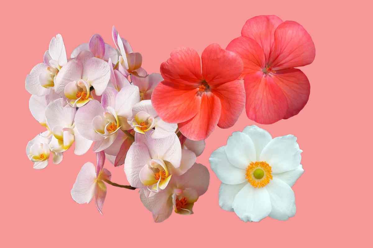 fiori segno zodiacale regalare