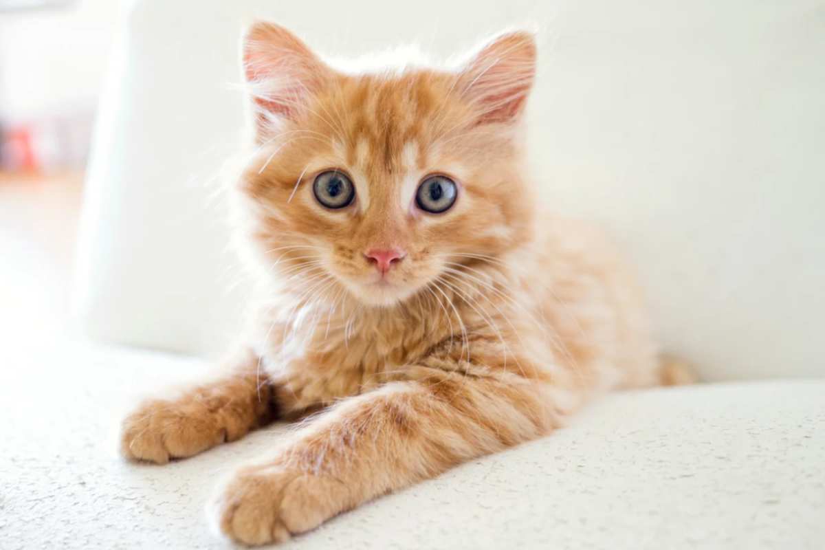 Questo gatto risposa come un umano