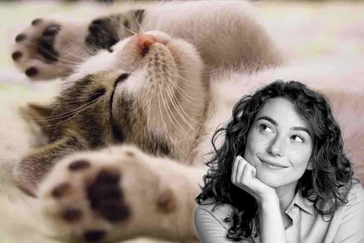 Questo gatto risposa come un umano