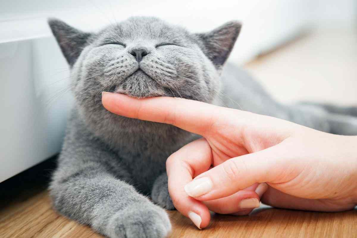I gatti hanno il terzo occhio