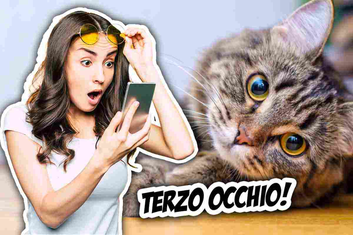 I gatti hanno il terzo occhio