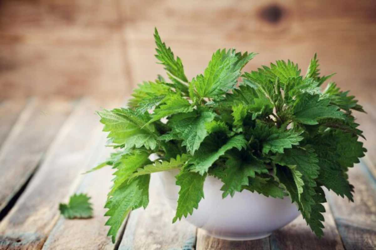 Questa pianta è perfetta per pelle e cuoio capelluto