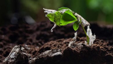 Piante per rilevare inquinanti nel terreno