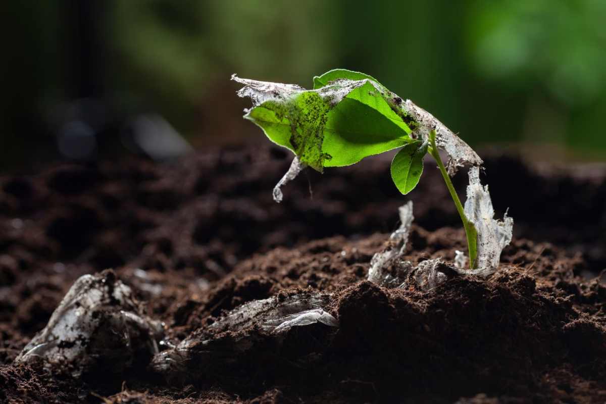 Piante per rilevare inquinanti nel terreno