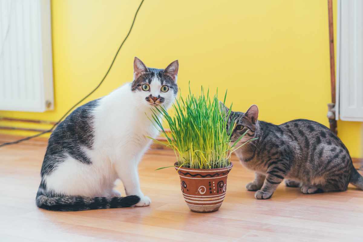Piante adatte ad animali domestici