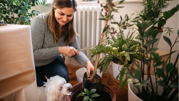 Piante da evitare per gli animali domestici