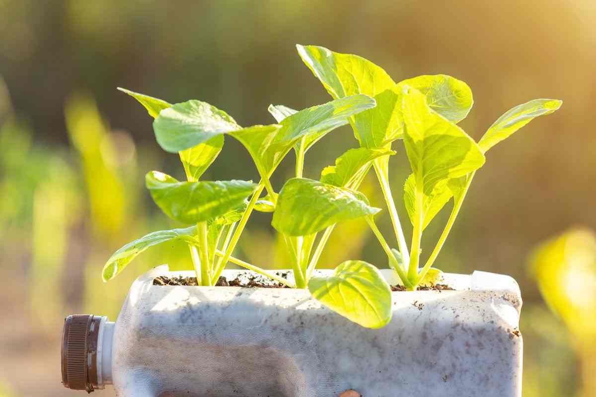 piante aromatiche casa
