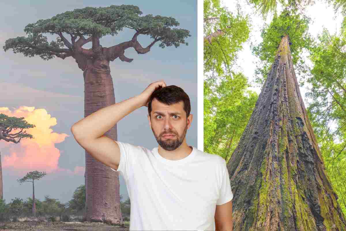 alberi più vecchi del mondo muoiono