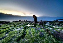 alghe marine benefici