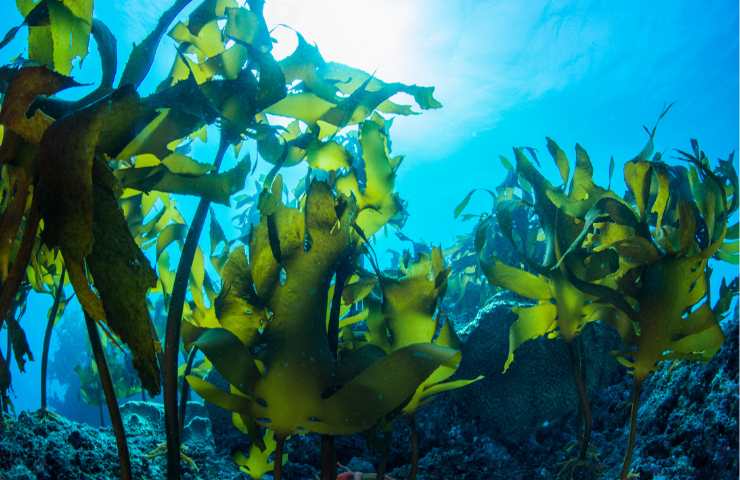 alghe marine recinti