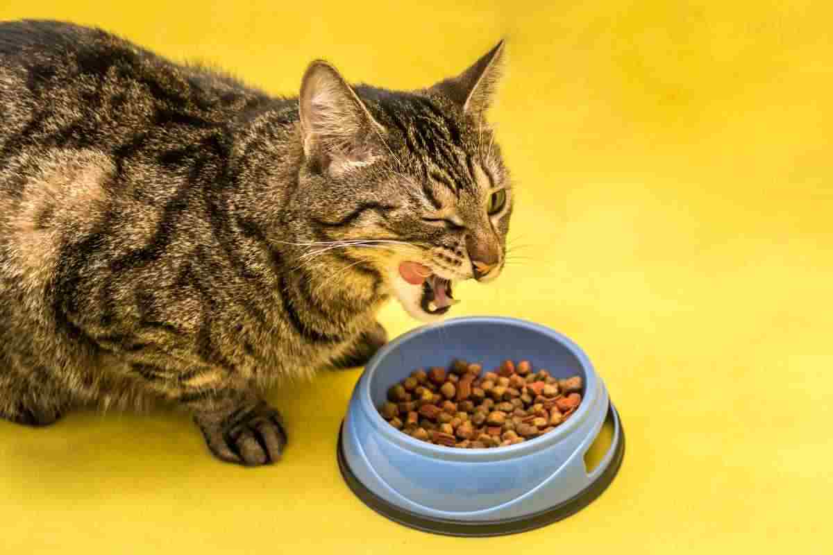 cosa fare se il gatto mangia troppo