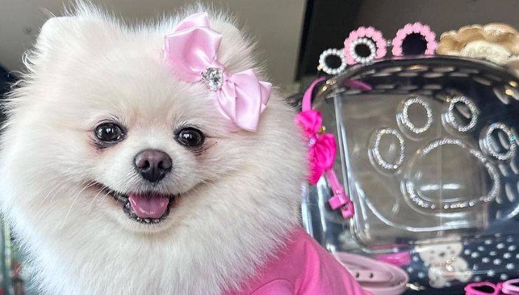 Bella, il cane di Belli e Duran