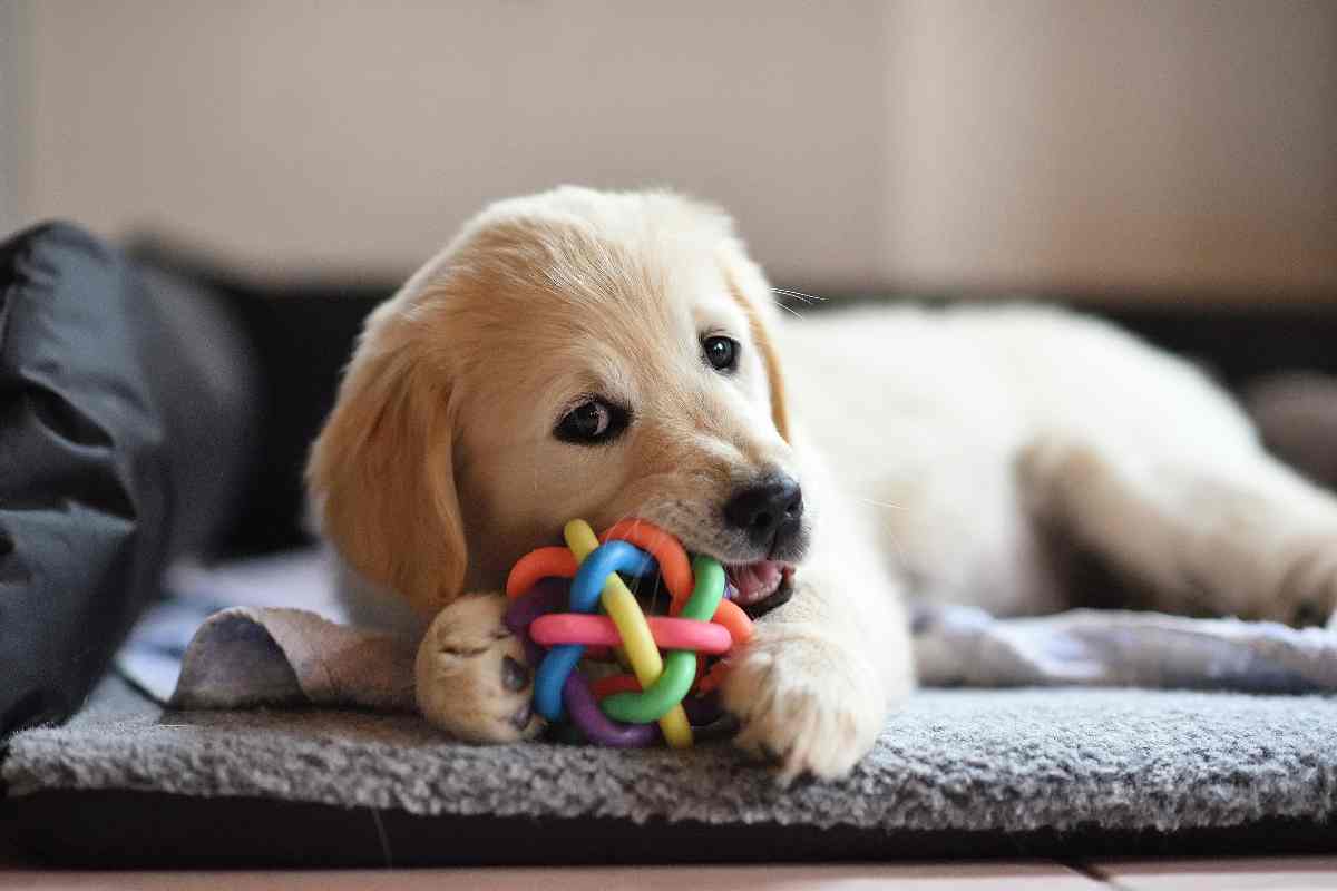 Giochi per cani