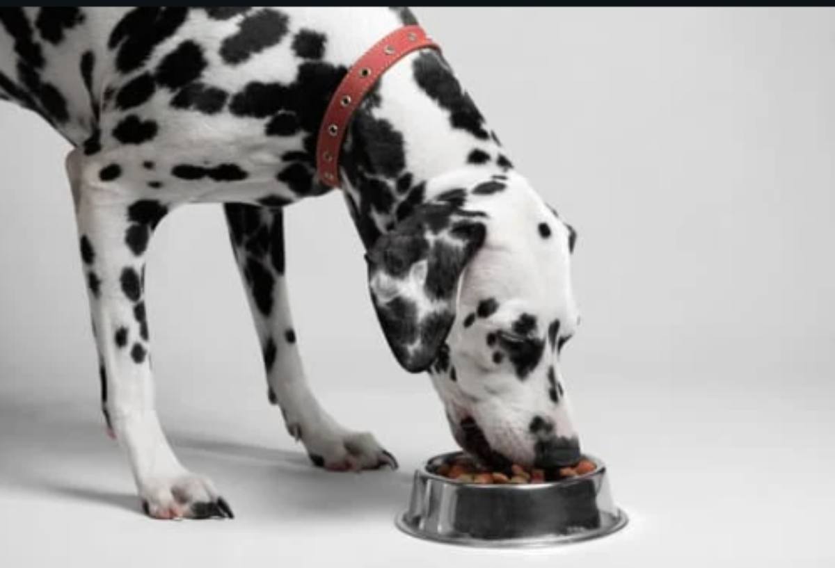 cos'è la dieta barf per i cani