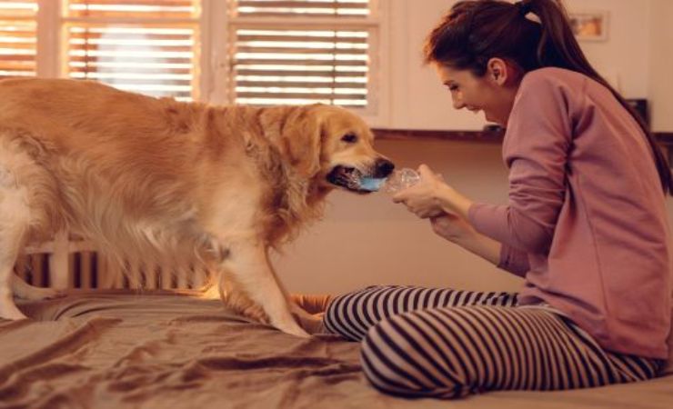 come realizzare un giocattolo per cani