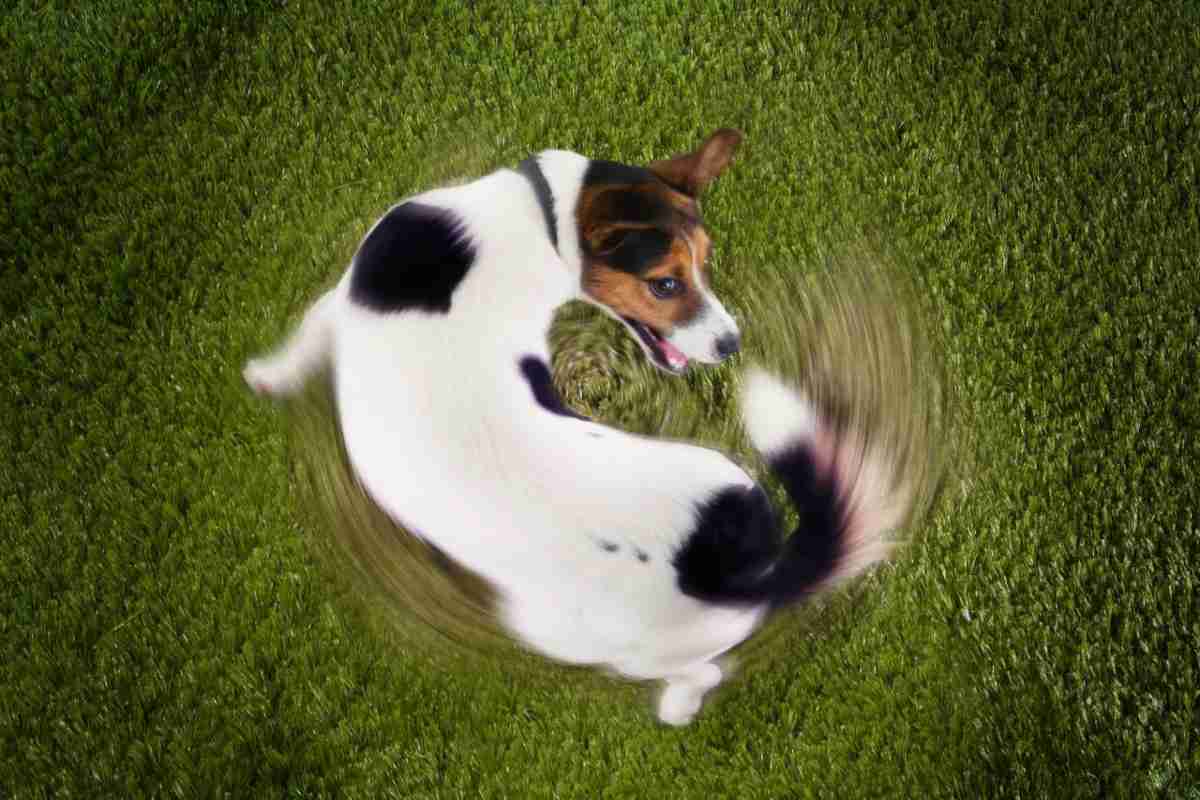 Perché il cane si insegue la coda