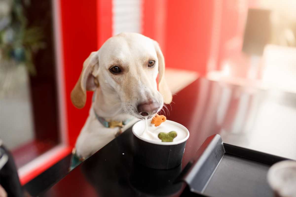 apre il primo ristorante per cani