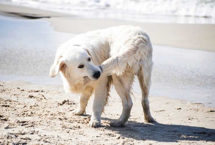 Inseguimento coda e problemi del cane