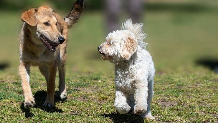 regole vendere cane