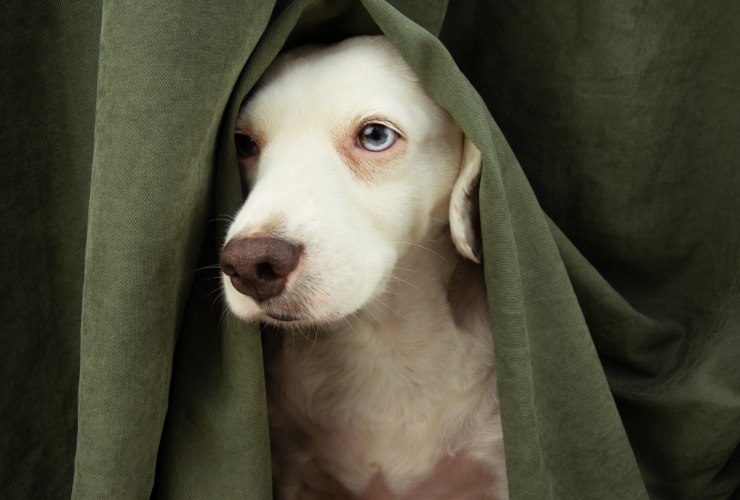le fobie più strane dei cani