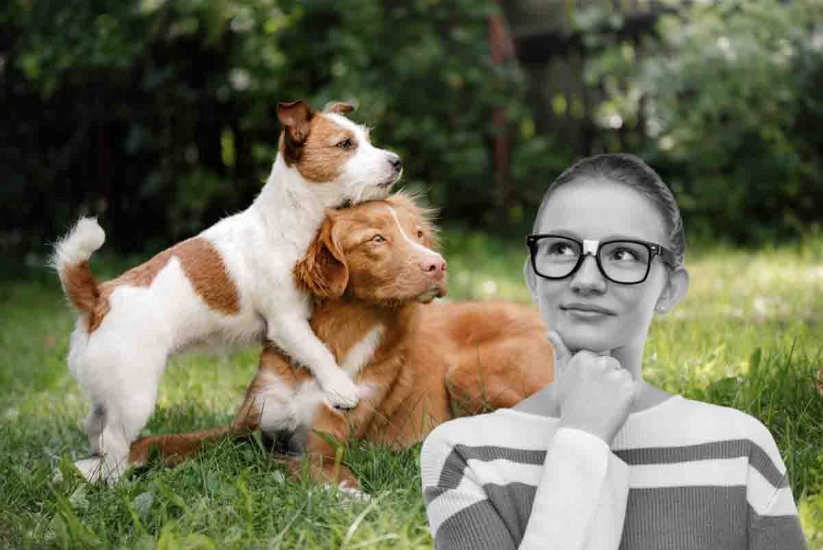 le fobie più strane dei cani