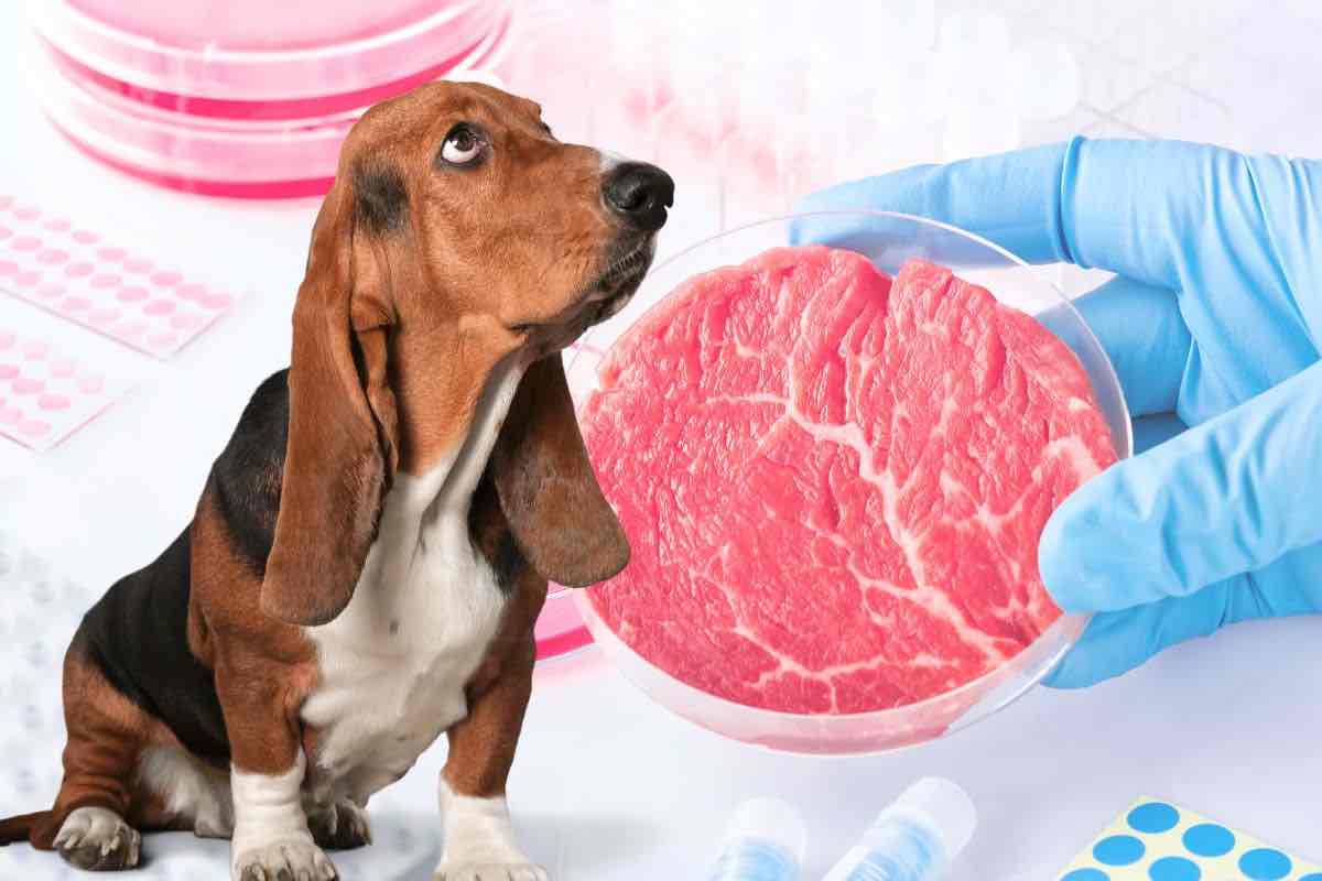la carne sintetica agli animali
