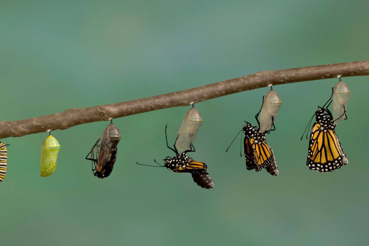 Farfalla creduta estinta 