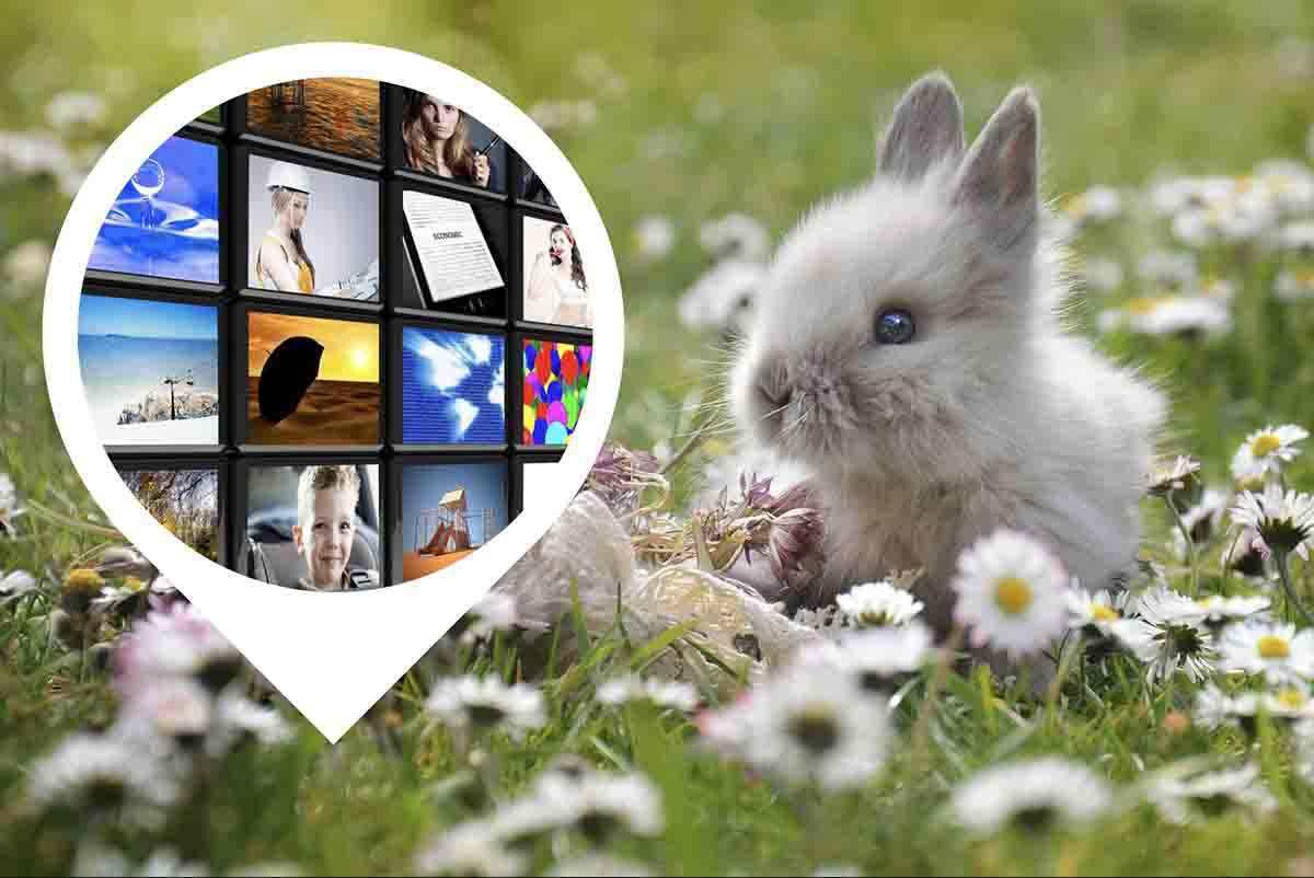 coniglio guarda la tv