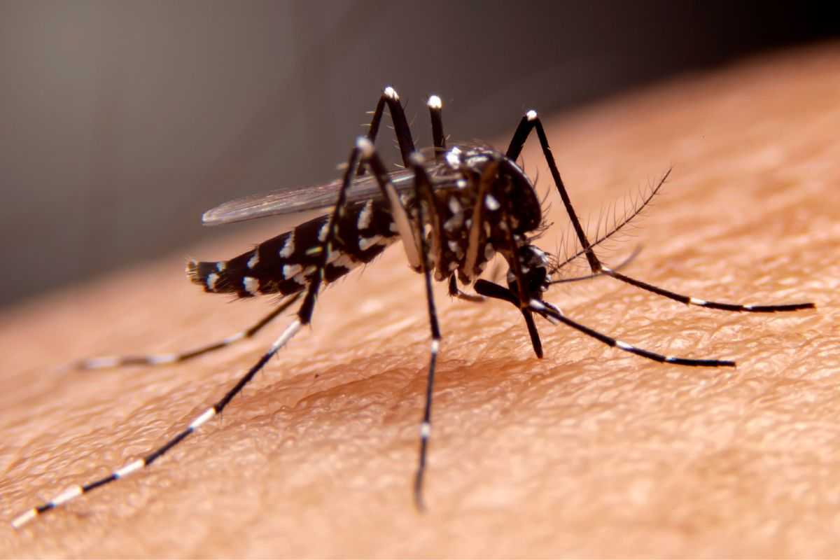 La deungue trasmette virus