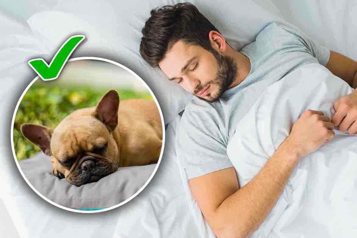 dormire con il cane fa bene
