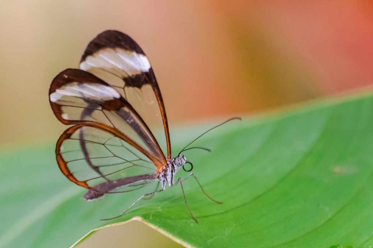 ricerca sulla farfalla di vetro