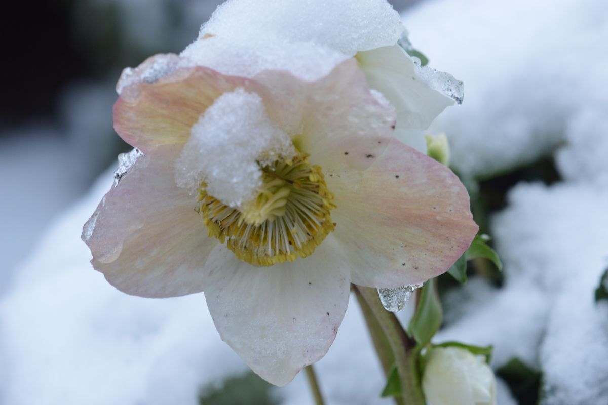 rosa di Natale