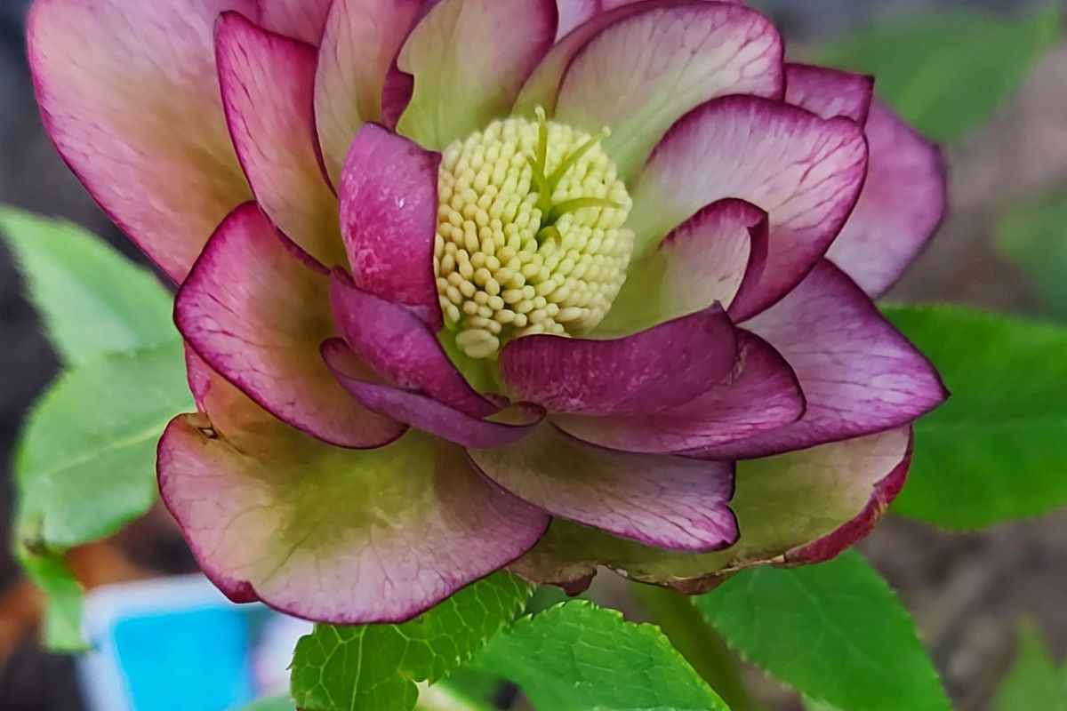 fiorisce con il freddo