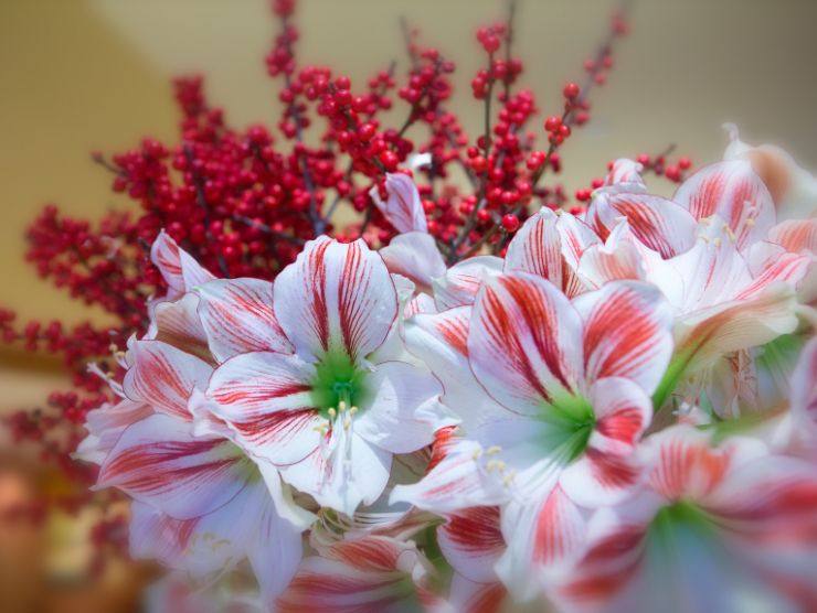 fiori invernali balcone