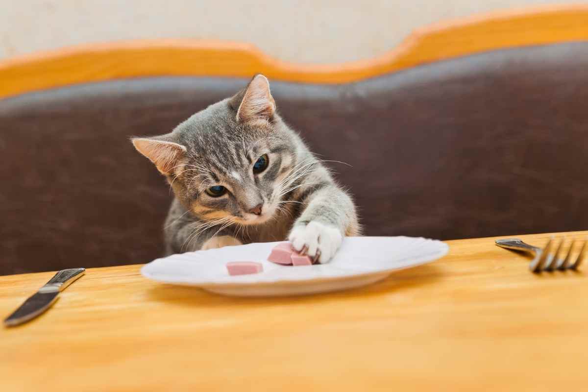 gatto che mangia troppo cosa significa