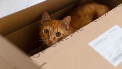 i gatti amano le scatole