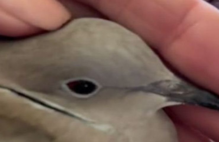 La scelta del proprio animale domestico