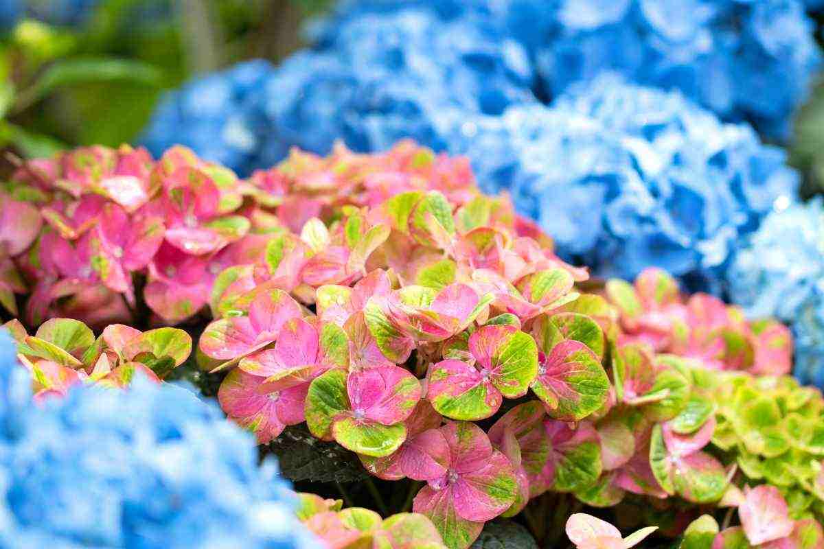 come cambiare il colore delle ortensie