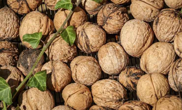 Pacciamatura essenziale in inverno a cosa serve
