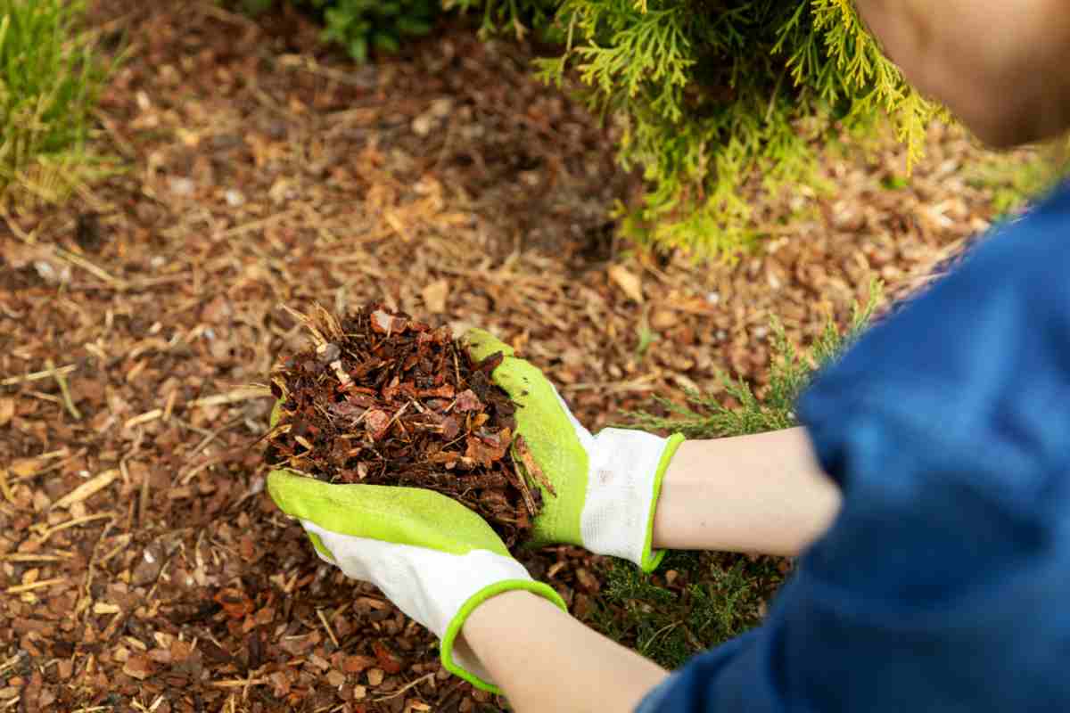 Pacciamatura essenziale in inverno a cosa serve